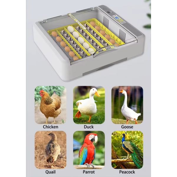 Chocadeira 36 Ovos Temperatura E Umidade Digital + Ovoscópio